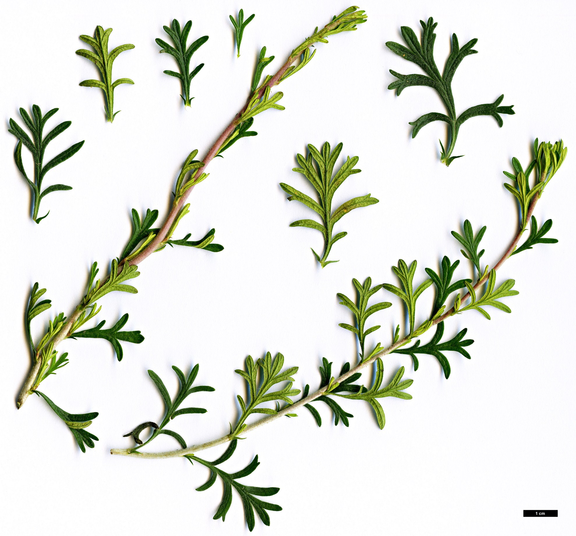 High resolution image: Family: Rosaceae - Genus: Fallugia - Taxon: paradoxa